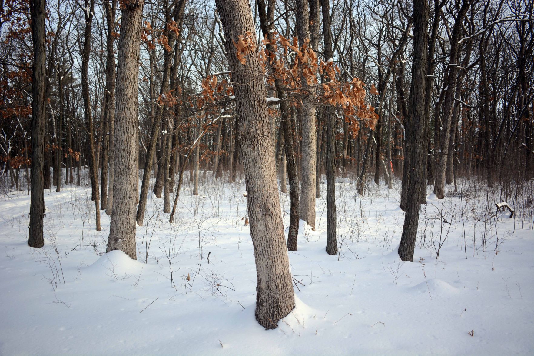 Devil's Lake east bluff stewardship work